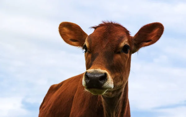 Witzig Die Rote Färse Vor Blauem Himmel Blickt Die Kamera — Stockfoto