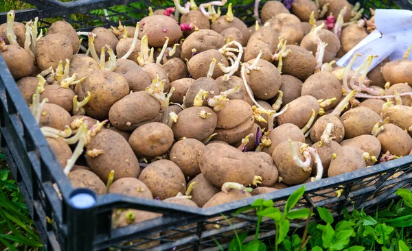 Plastik bir kutuya dikmek için gözleriyle patates tohumları. Ekme, hasat ve tarım kavramı