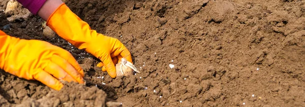 Γυναικεία Χέρια Πορτοκαλί Λαστιχένια Γάντια Φυτεύουν Πατάτες Στο Έδαφος Έννοια — Φωτογραφία Αρχείου