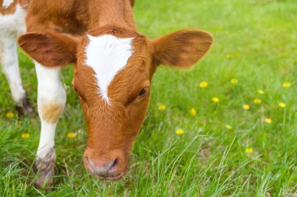 Drôle Veau Rouge Blanc Sur Herbe Verte Regarde Caméra Concept — Photo