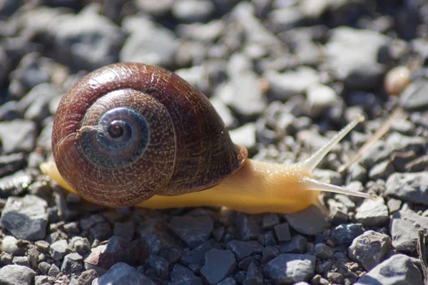 Close Colourful Snail — Stock Photo, Image