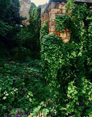 Fazla gelişmiş taş kalıntıları.