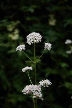 Valeriana officinalis makrosu
