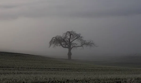Lonely apple tree in the fog — Stock Photo, Image