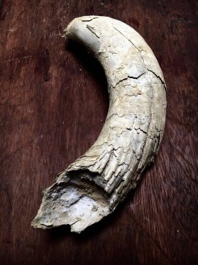 Old cow horn filled with quartz powder clipart