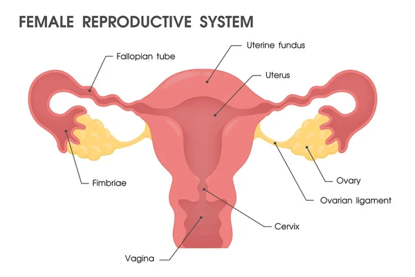 Rahimde. Vektör uterusun yapısını inceler. — Stok Vektör