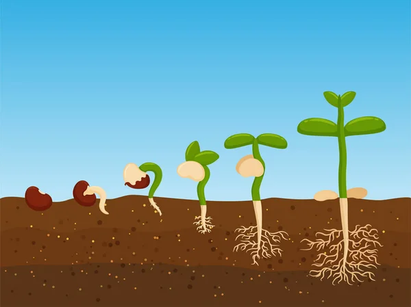 Plantera träd från jordbruksfrön. Tillväxtfas för plantor i bördig jord. — Stock vektor