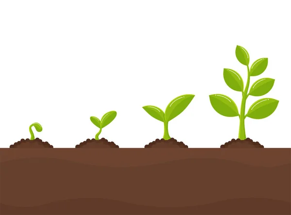 Tree growth Planting trees that sprout from seeds become a big seedling. — Stock Vector