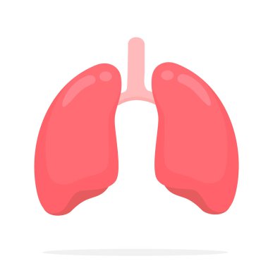 Akciğer vektörü. Ciğerlerin fonksiyonlarını ve insan vücudundaki solunum sistemini incele..