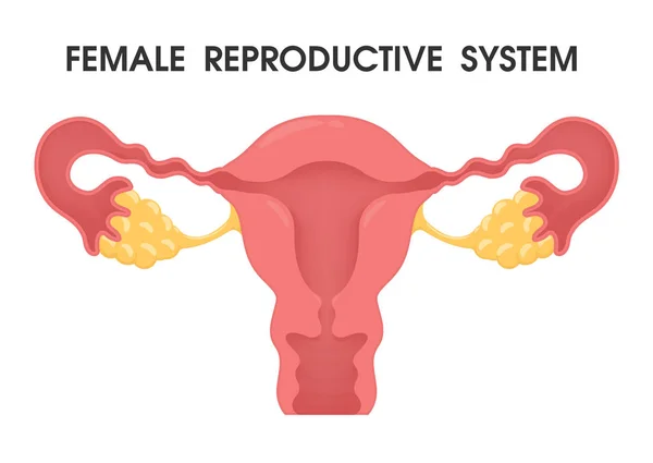 Utero. Vettore descrive il sistema dell'utero nel corpo umano femminile . — Foto Stock