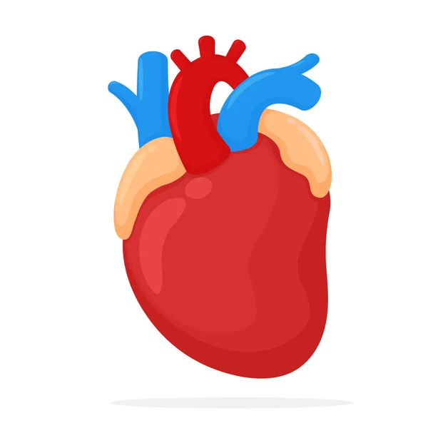 Corazón humano. Estudiar la función del corazón y la circulación de la sangre . — Foto de Stock