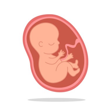 Cenin büyümesi. Yeni doğmuş bir bebek doğana kadar fetüsün ana rahminde gelişmesi..