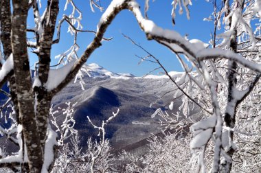 Ağaçların arasında kış dağı