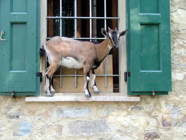 Acrobata Cabra Pouco Exibicionista — Fotografia de Stock