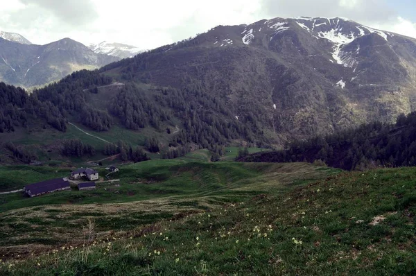 Pastos de montaña — Foto de Stock