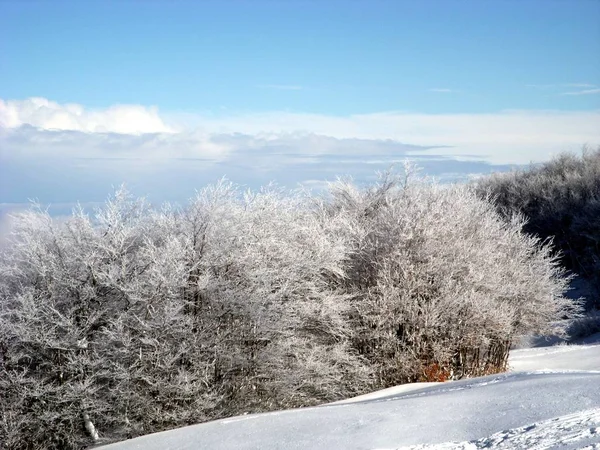 Деревья Выглядят Снежные Пучки Утреннем Свете — стоковое фото