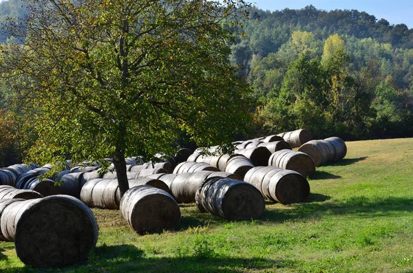 Balle Fieno Raccolte Sotto Albero Come Una Mandria Bestiame — Foto Stock