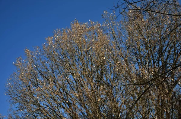Ainda Inverno Galhos Árvore Acolhem Belo Dia Cobrindo Com Primeiros — Fotografia de Stock