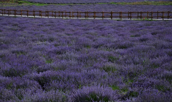 Julho Cor Cheiro Lavanda Torna Calor Verão Mais Agradável — Fotografia de Stock