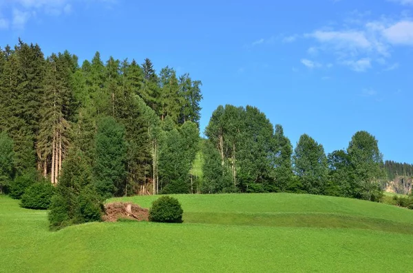 Yeşil dağ çayırları — Stok fotoğraf