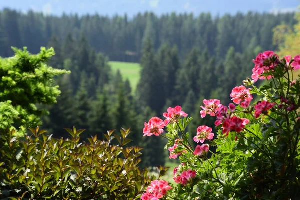 Blumen auf dem Tal — Stockfoto