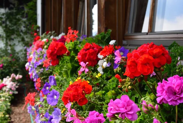 鲜花盛放的阳台 — 图库照片