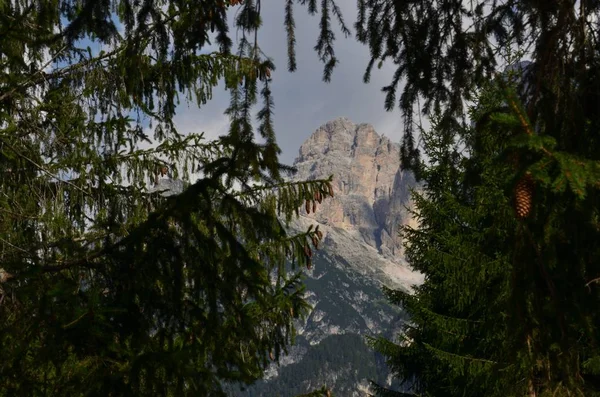 Among the trees — Stock Photo, Image