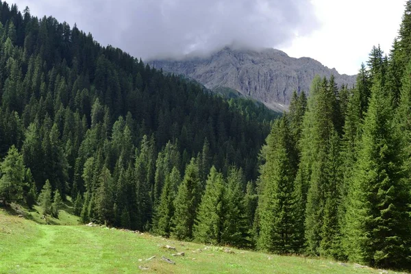 Bosques de montaña — Foto de Stock