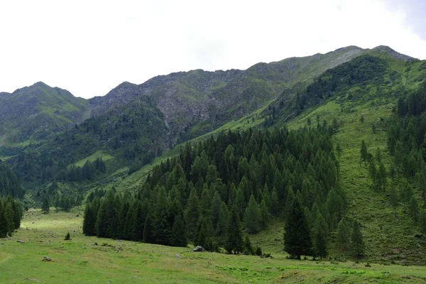 Зелений ліс — стокове фото