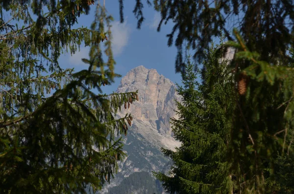 Mellan grenarna — Stockfoto