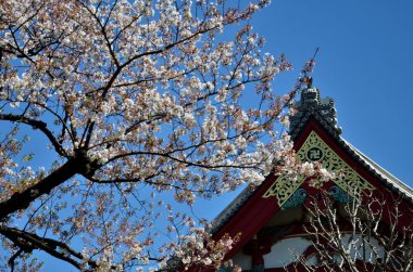 Çiçekler ve kırmızı çatı