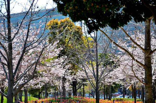 Parque rosa — Fotografia de Stock