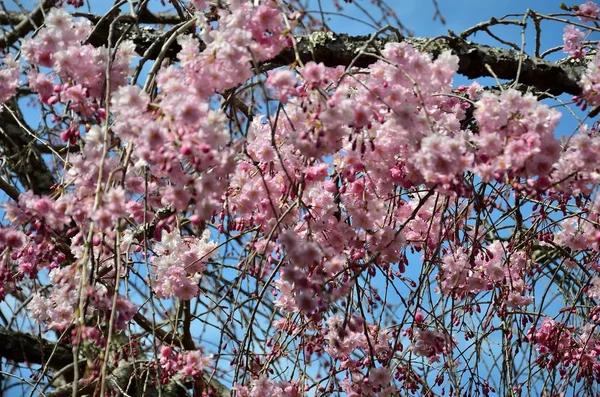ピンクを春します。 — ストック写真