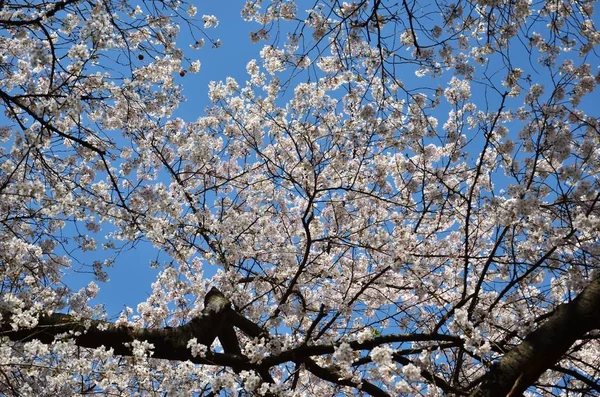 白桜 — ストック写真