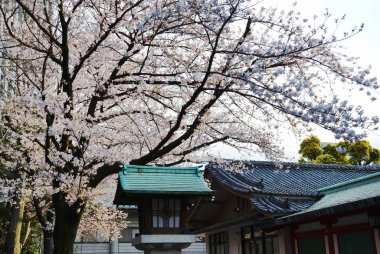 Tapınakta kiraz çiçekleri