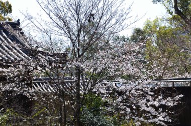 Çiçek açmış küçük ağaçlar