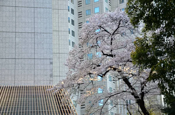 Albero della città — Foto Stock