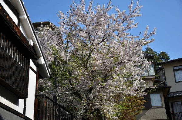 Rosa Baum — Stockfoto