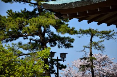 Çatının altında çiçek aç.