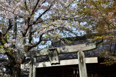 Torii 'de çiçekler