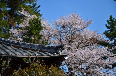 Tapınakta bahar pembe