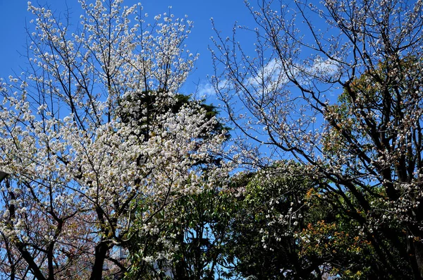 天空下的花 — 图库照片