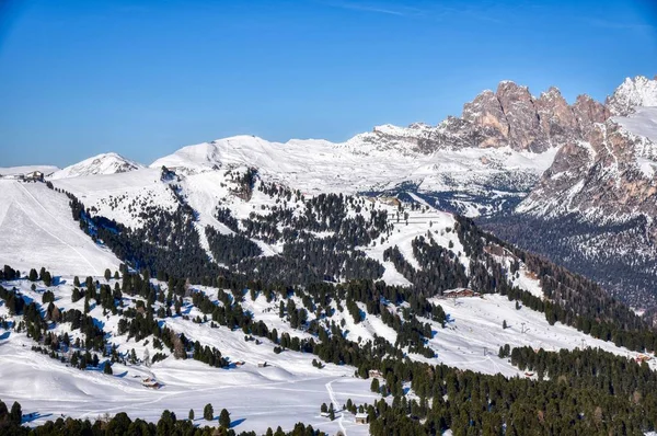 Arbres dans la neige — Photo