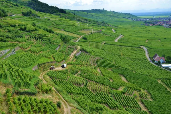 Vigneti Del Villaggio Kaysersberg Situato Sulla Strada Del Vino Alsazia — Foto Stock