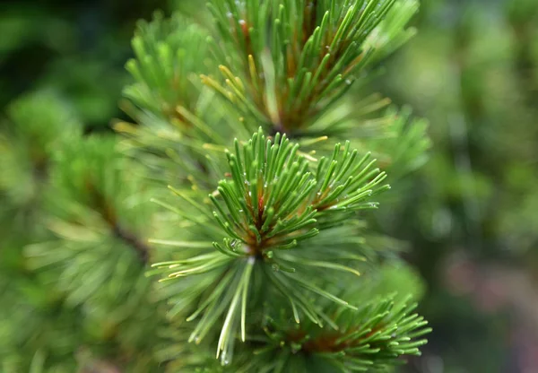 Green leaflets like a small needles on a mountain pine branch — Stock Image Green Leaflets Small Needles Mountain Pine Branch Stock Image