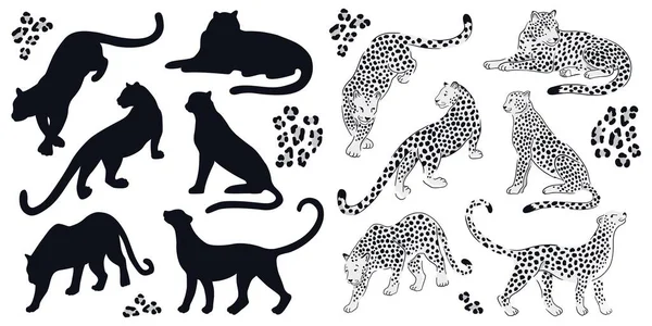 Conjunto de leopardos blanco-negros y siluetas negras. Diseño dibujado a mano vectorial sobre fondo blanco . — Archivo Imágenes Vectoriales