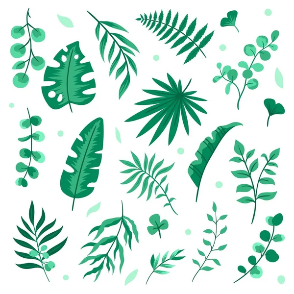 Set of isolated green natural elements. Eucalyptus, palm, fern, and olive leaves. Cute hand drawing leaves. Vector illustrations on white background. — Stock Vector