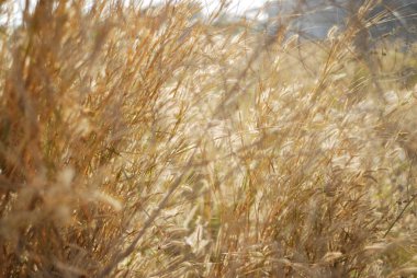 Kurak mevsimde Poipet Kamboçya 'daki tarlalarda altın kuru otlar