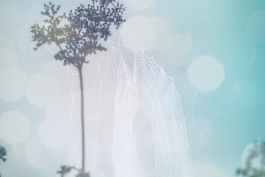 Örümceğin ağıyla örtülü sis tarlasında gün doğumuna karşı