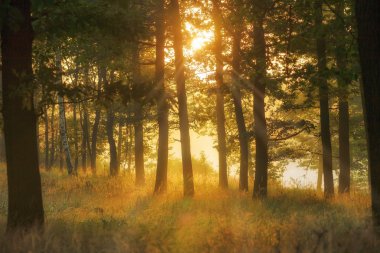 Sabahın erken saatlerinde sisli orman